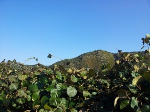 Kiwi Fruit3
